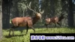 猎人：野性的呼唤/荒野的召唤
