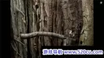 银河历险记2/Samorost 2