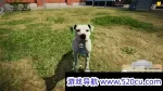动物收容所/Animal Shelter